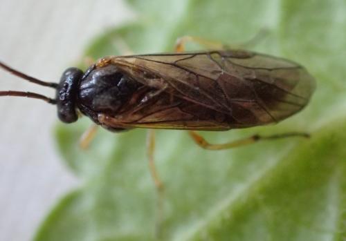 Réf. 183 879 : Pristiphora appendiculata